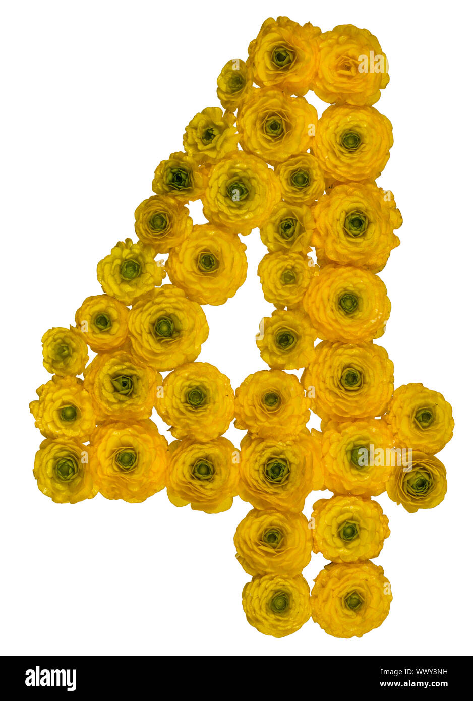 Arabic numeral 4, four, from yellow flowers of buttercup, isolated on white background Stock Photo