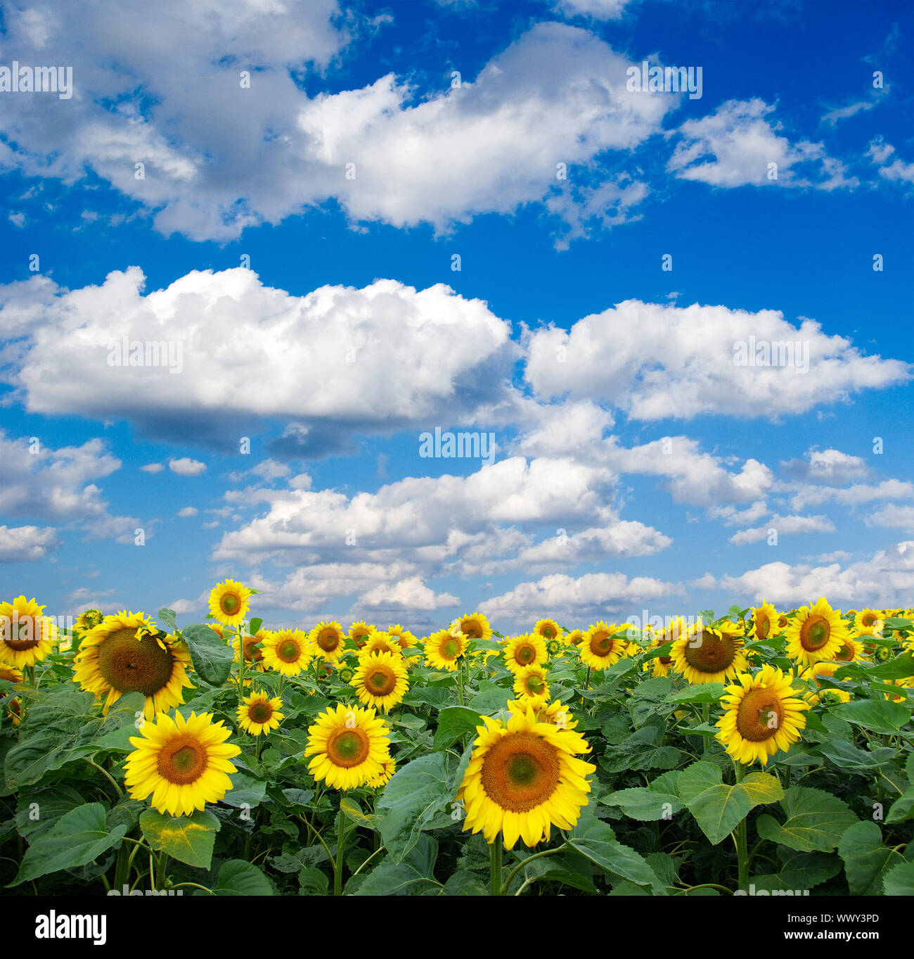 sunflower field over cloudy blue sky Stock Photo - Alamy