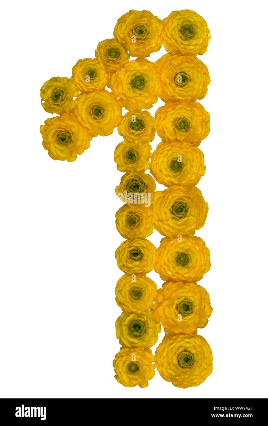 Arabic numeral 1, one, from yellow flowers of buttercup, isolated on white background Stock Photo