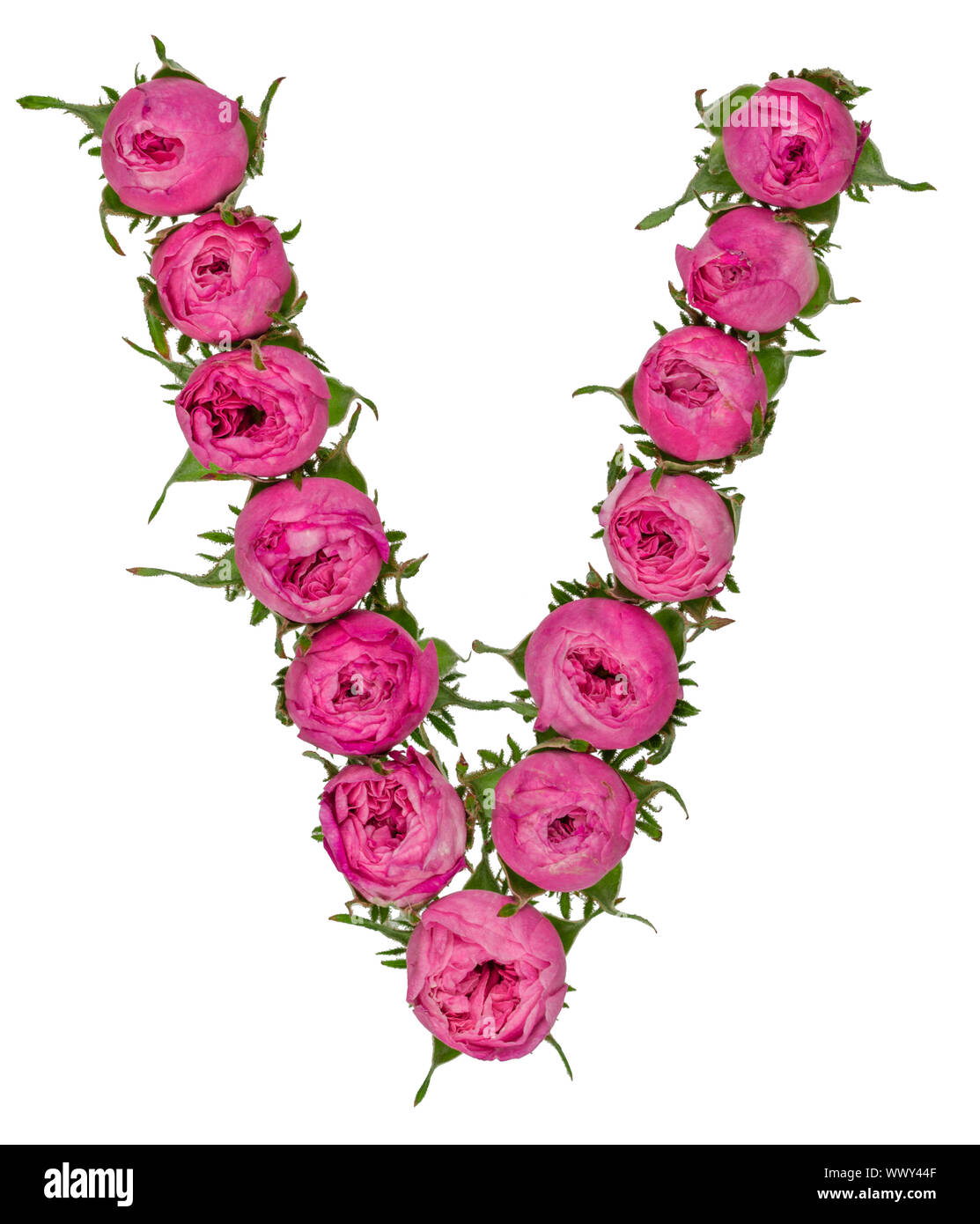 V With Roses Letter V alphabet from flowers of roses, isolated on white background ...