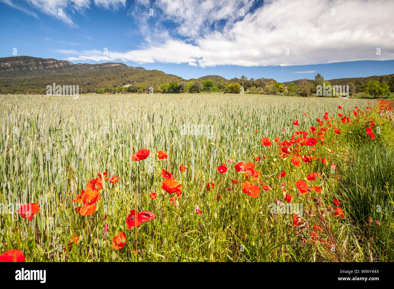Crops near Canet d'Adri village, Girona, Spain Stock Photo