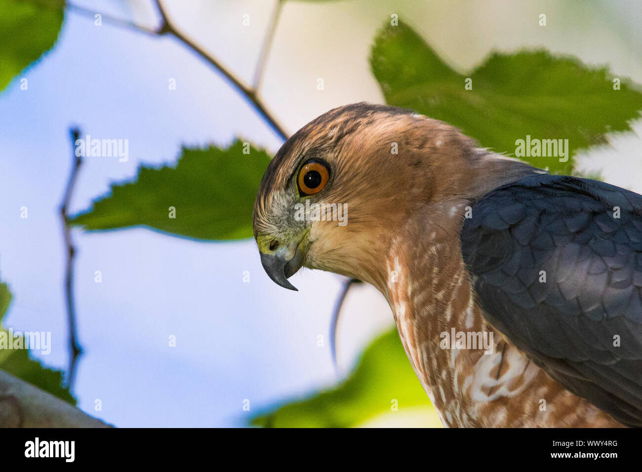 Adult Cooper's hawk (Accipiter cooperii) portrait Stock Photo