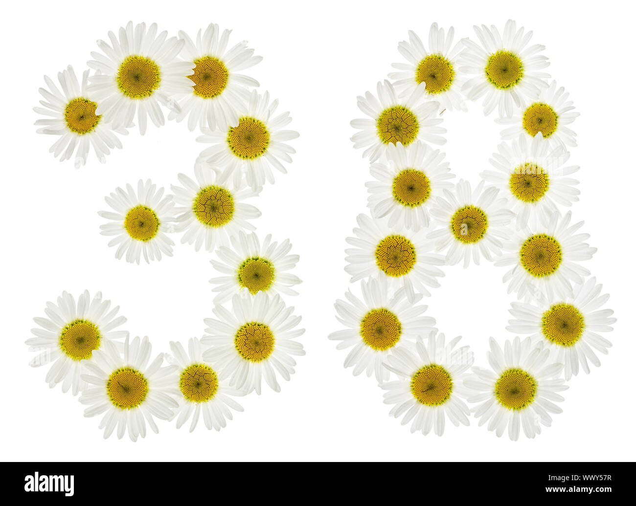Arabic numeral 38, thirty eight, from white flowers of chamomile ...