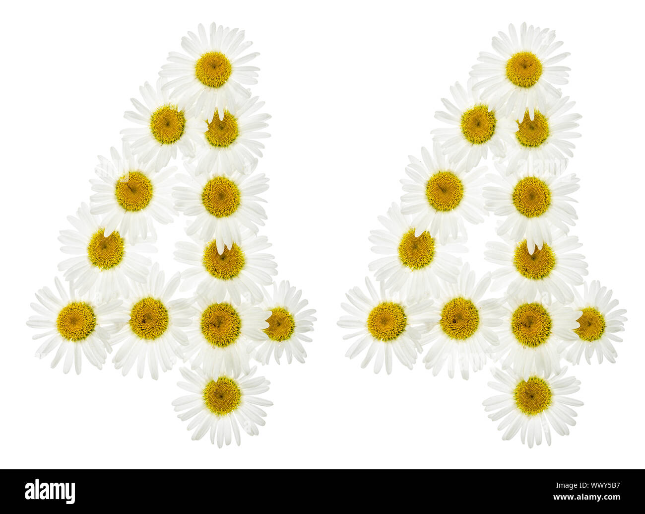 Arabic numeral 44, forty four, from white flowers of chamomile ...