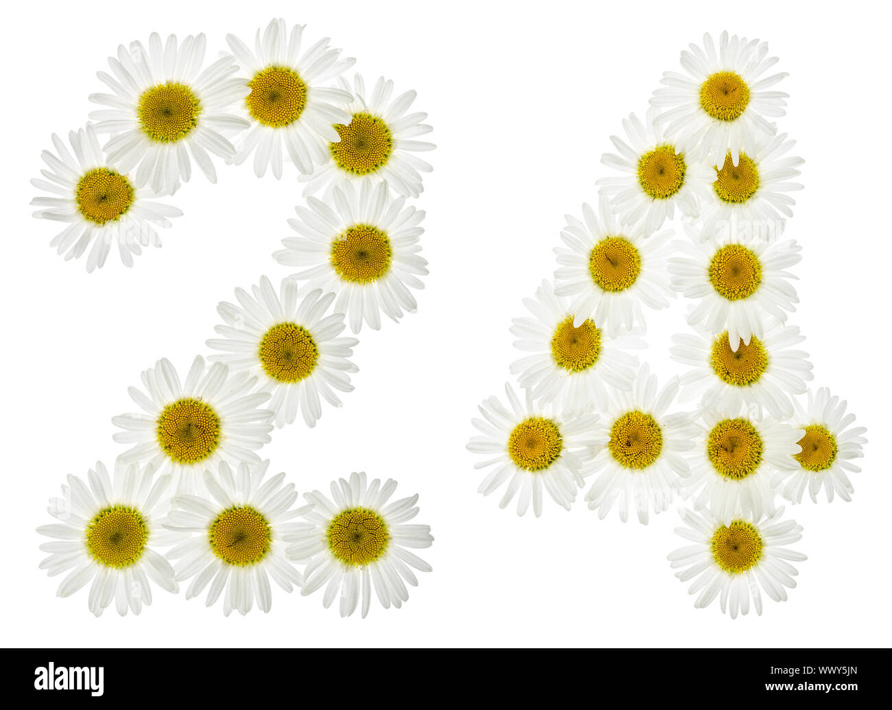 Arabic numeral 24, twenty four, from white flowers of chamomile ...