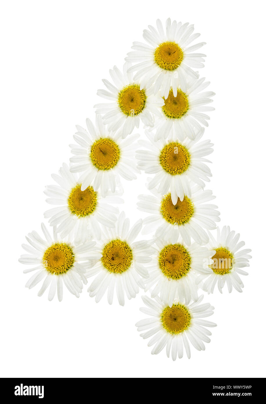 Arabic numeral 4, four, from white flowers of chamomile, isolated on white background Stock Photo