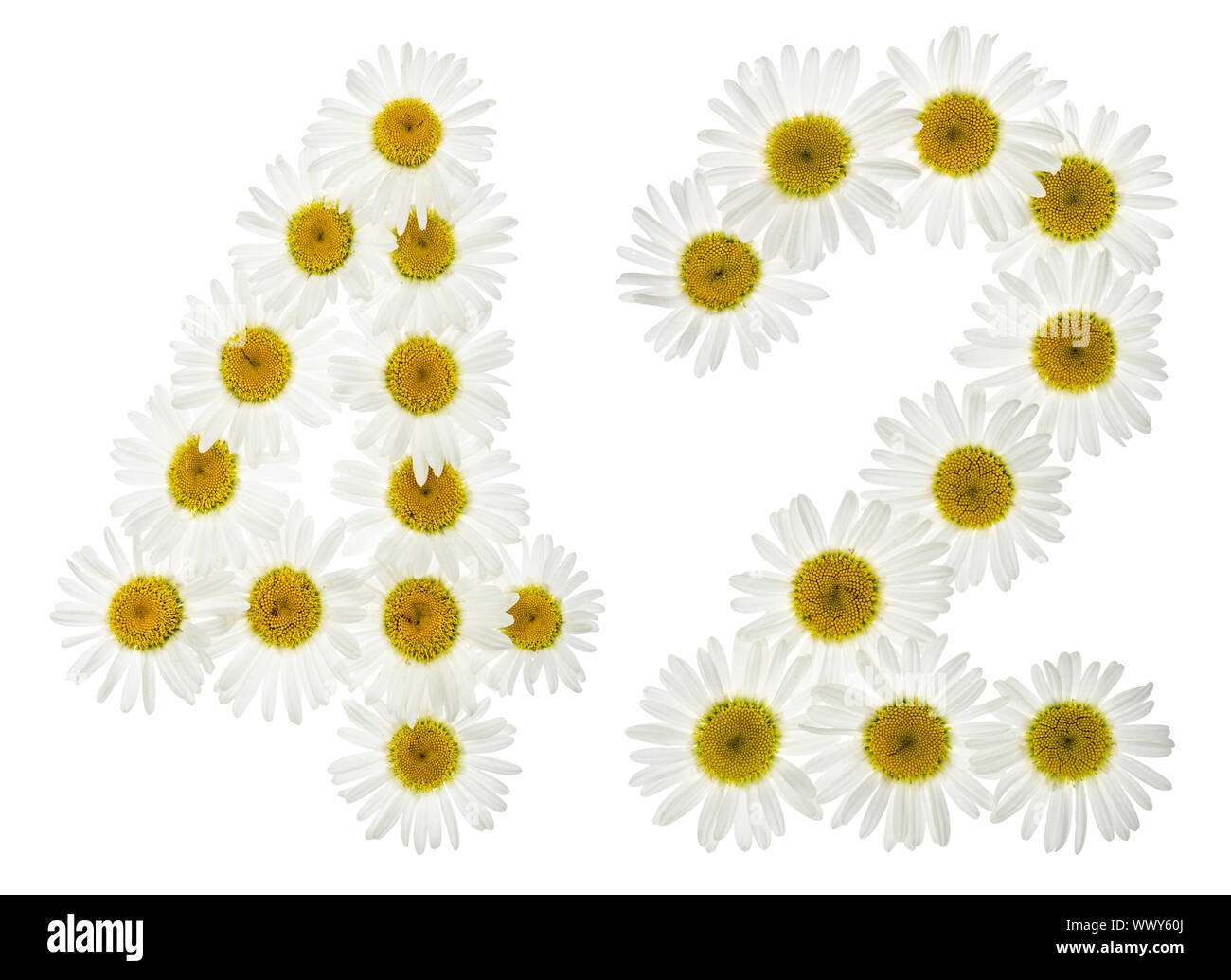 Arabic numeral 42, forty two, from white flowers of chamomile, isolated ...