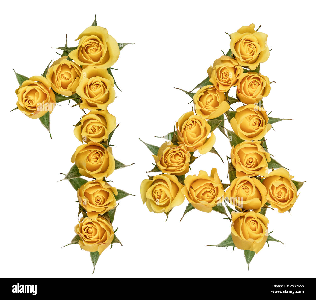 Arabic numeral 14, fourteen, from yellow flowers of rose, isolated on ...