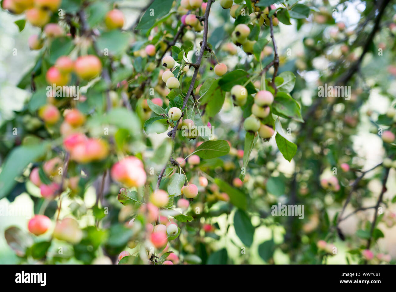 Decorative apples in autumn, Ornamental Apples, Germany, Europe Stock Photo