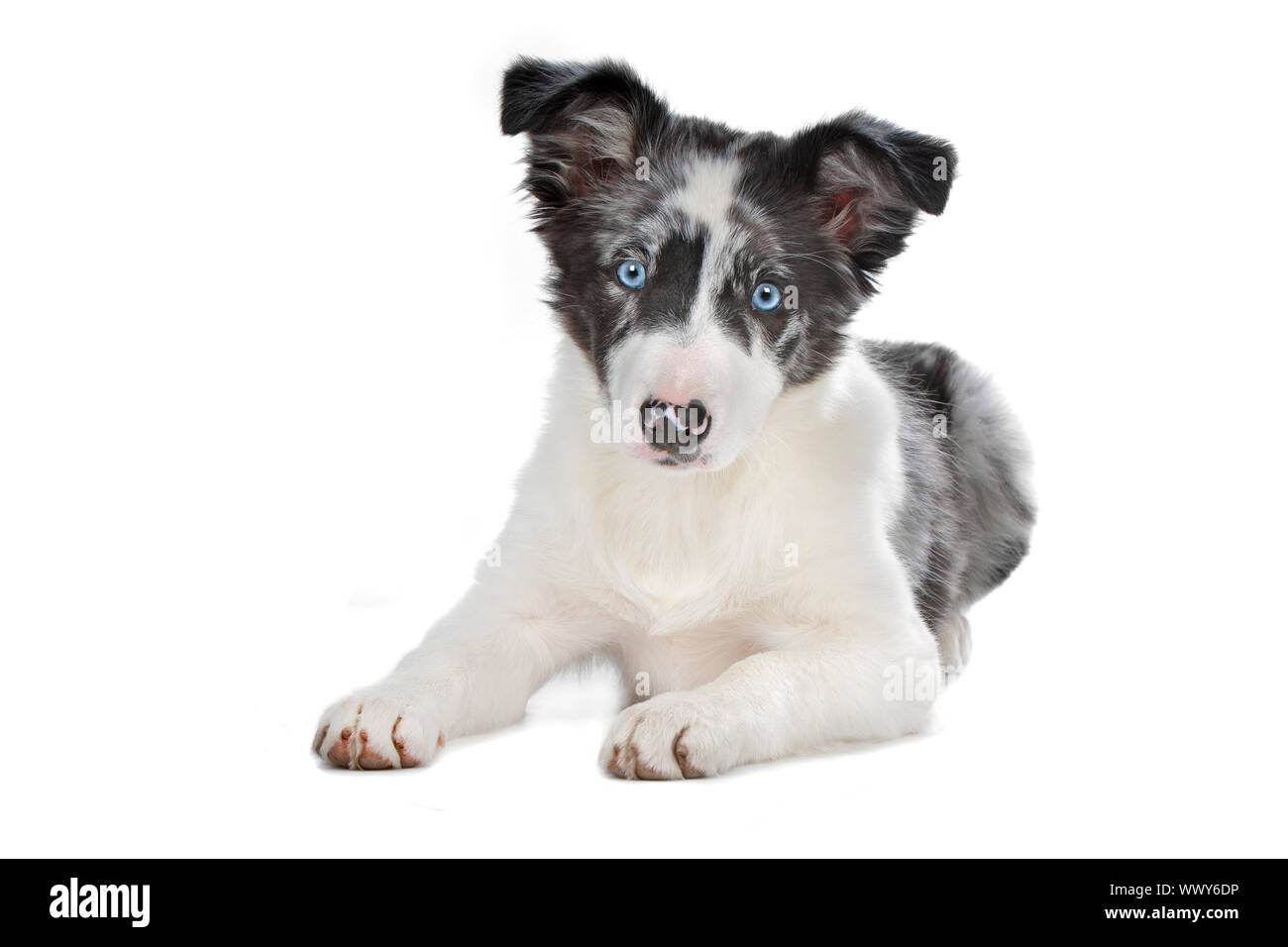 Herding People Cut Out Stock Images Pictures Alamy