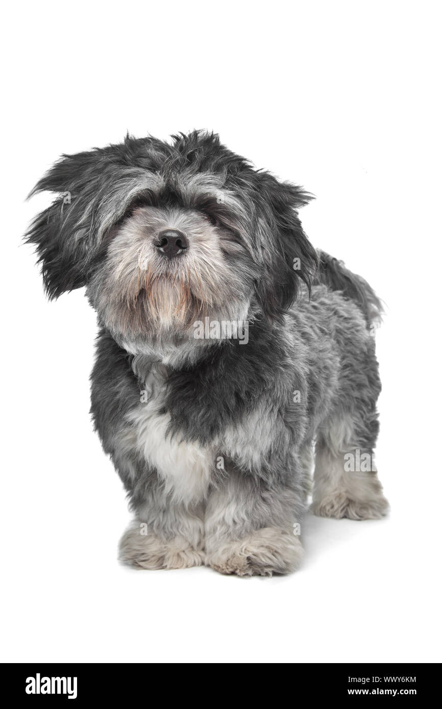Lhasa Apso standing in front of a white background Stock Photo