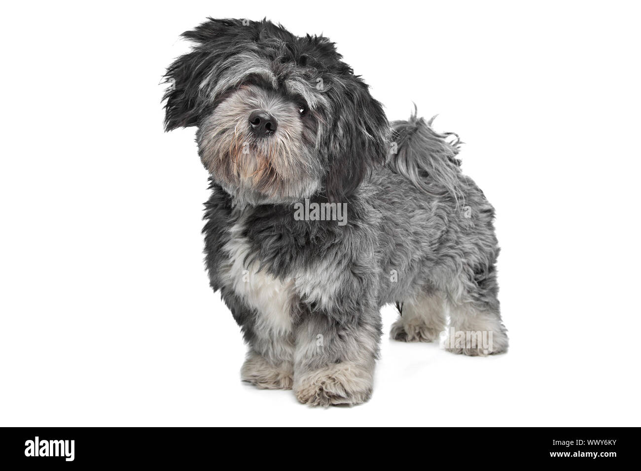 Lhasa Apso standing in front of a white background Stock Photo