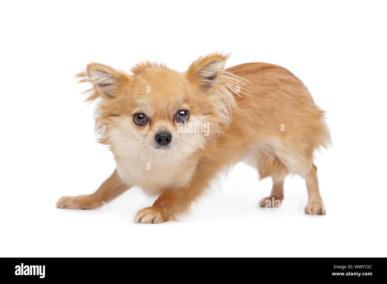 Brown Long Haired Chihuahua In Front Of A White Background Stock