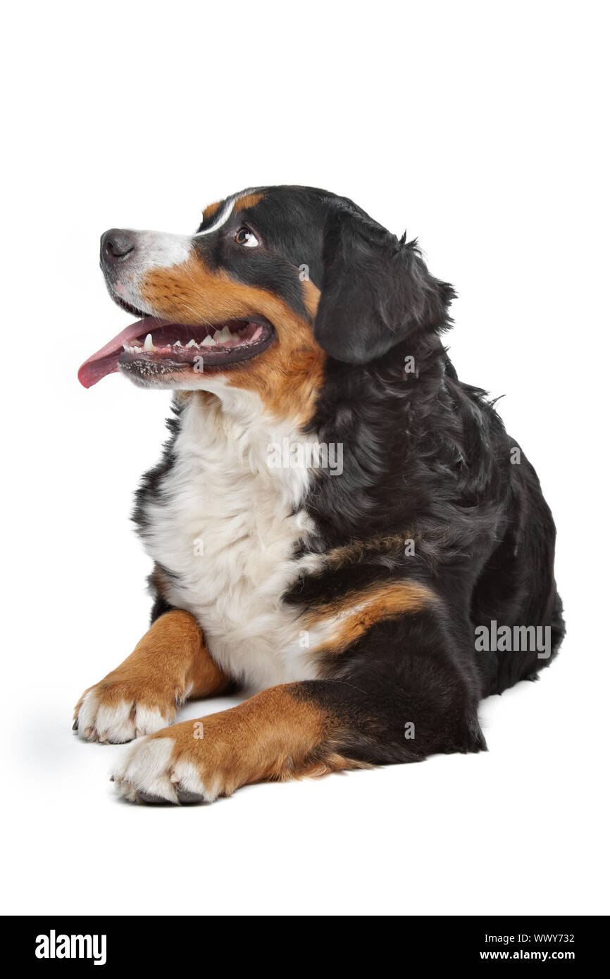 Bernese Mountain Dog in front of a white background Stock Photo - Alamy