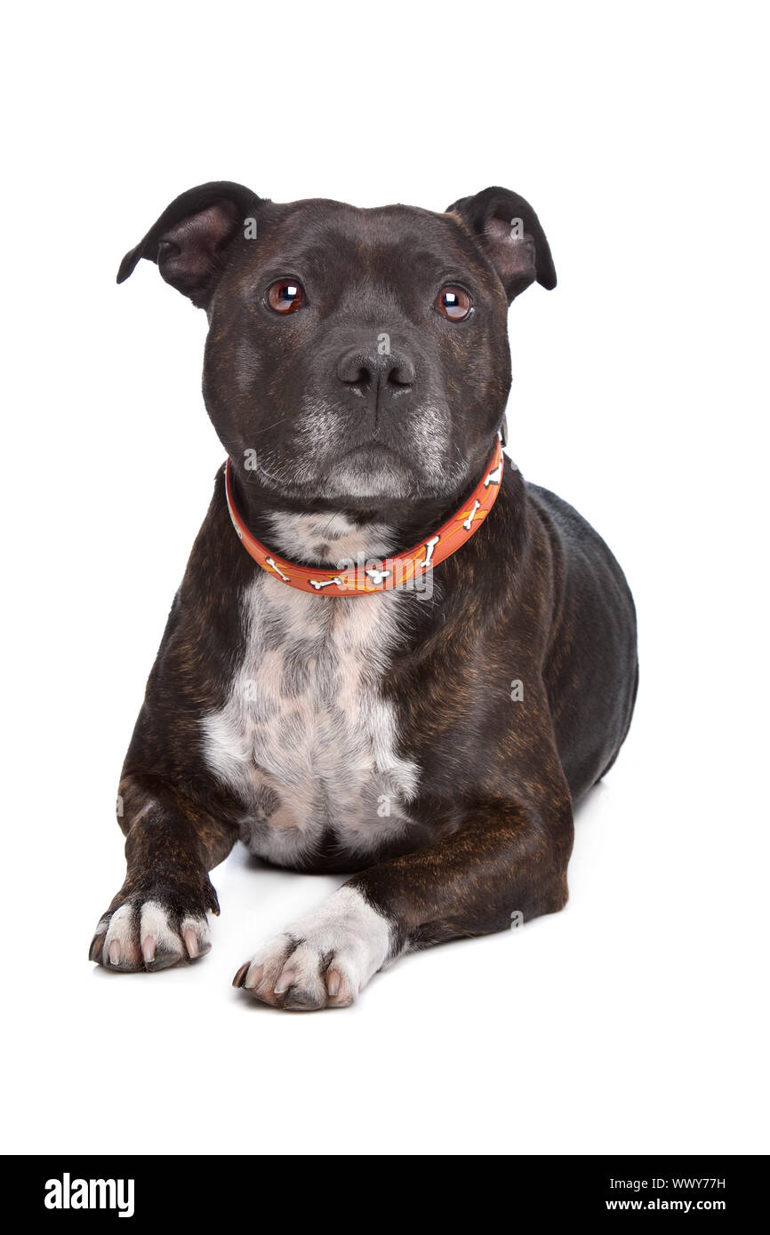 Staffordshire bull terrier in front of a white background Stock Photo ...