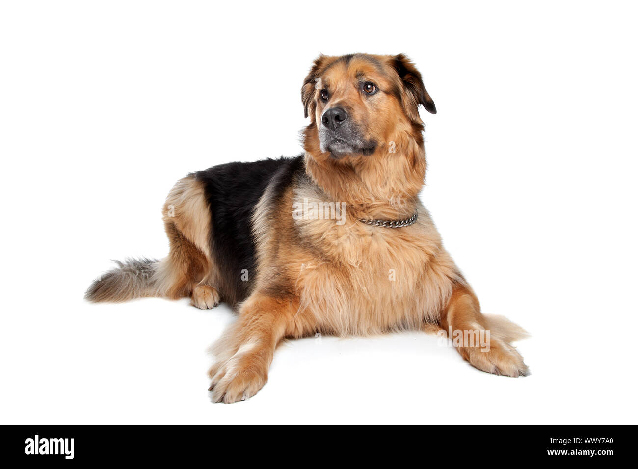 Mixed Breed Dog Dutch Shepherd Dogue De Bordeaux Stock Photo