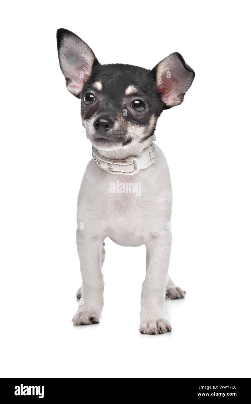 Short Haired Chihuahua Puppy In Front Of A White Background Stock