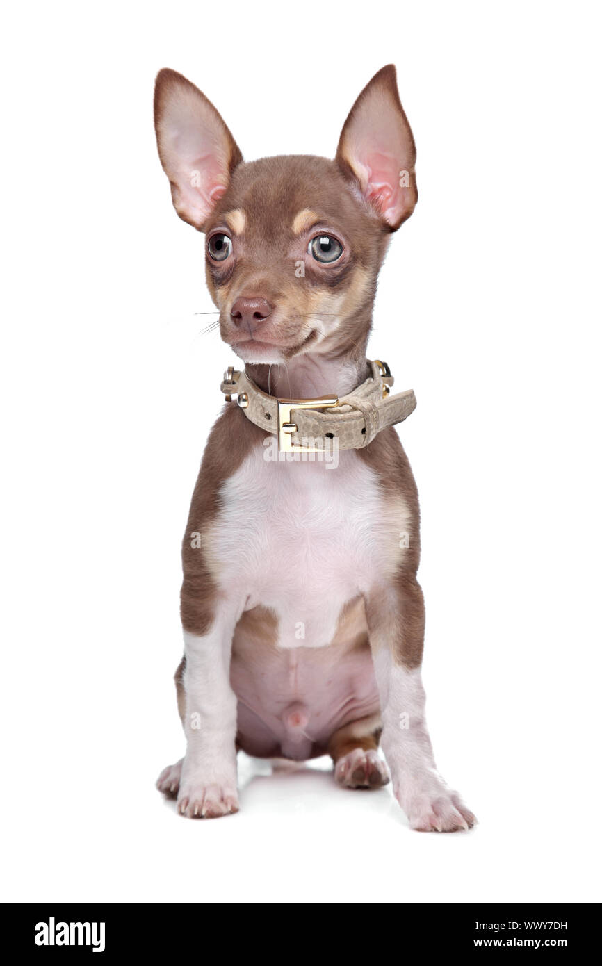 Short Haired Chihuahua Puppy In Front Of A White Background Stock
