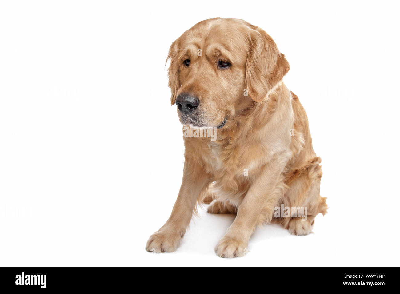 Golden Retriever sitting in front of a white background Stock Photo - Alamy