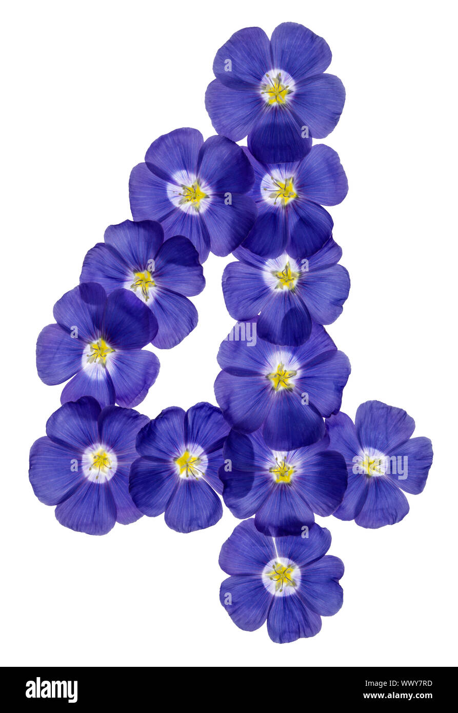 Arabic numeral 4, four, from blue flowers of flax, isolated on white background Stock Photo