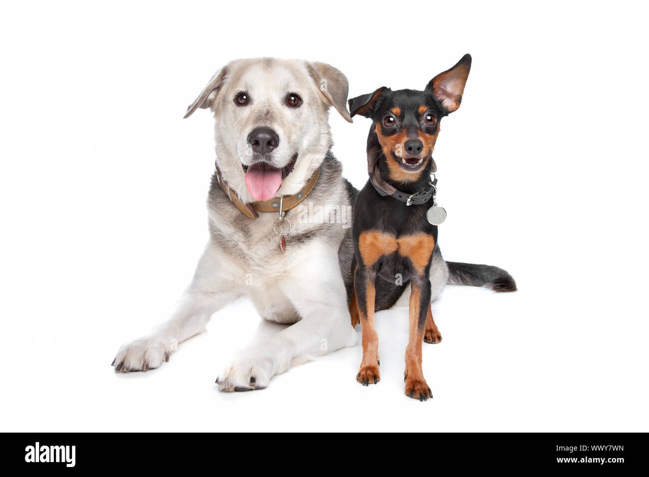 miniature pinscher lab mix