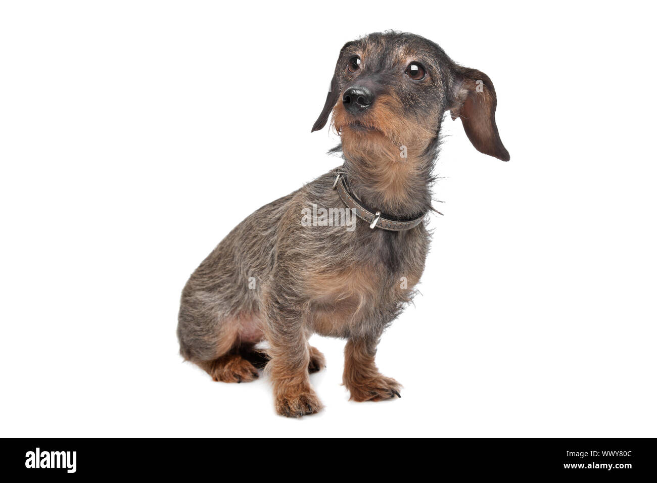 wiry dachshund