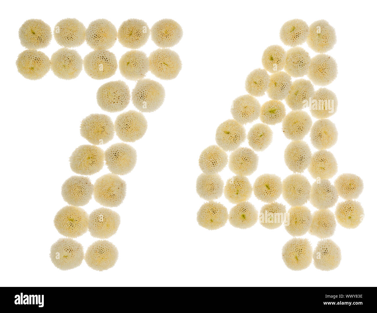Arabic numeral 74, seventy four, from cream flowers of chrysanthemum ...