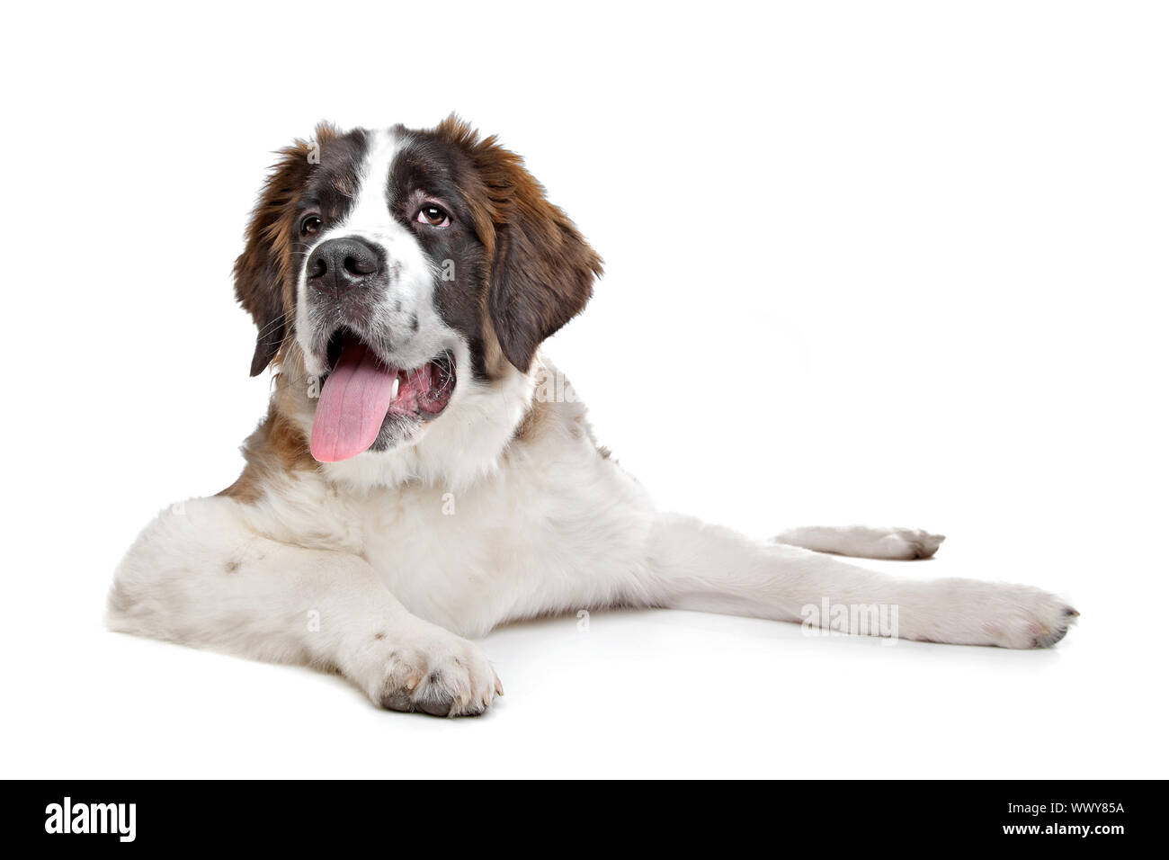 purebred st bernard puppies
