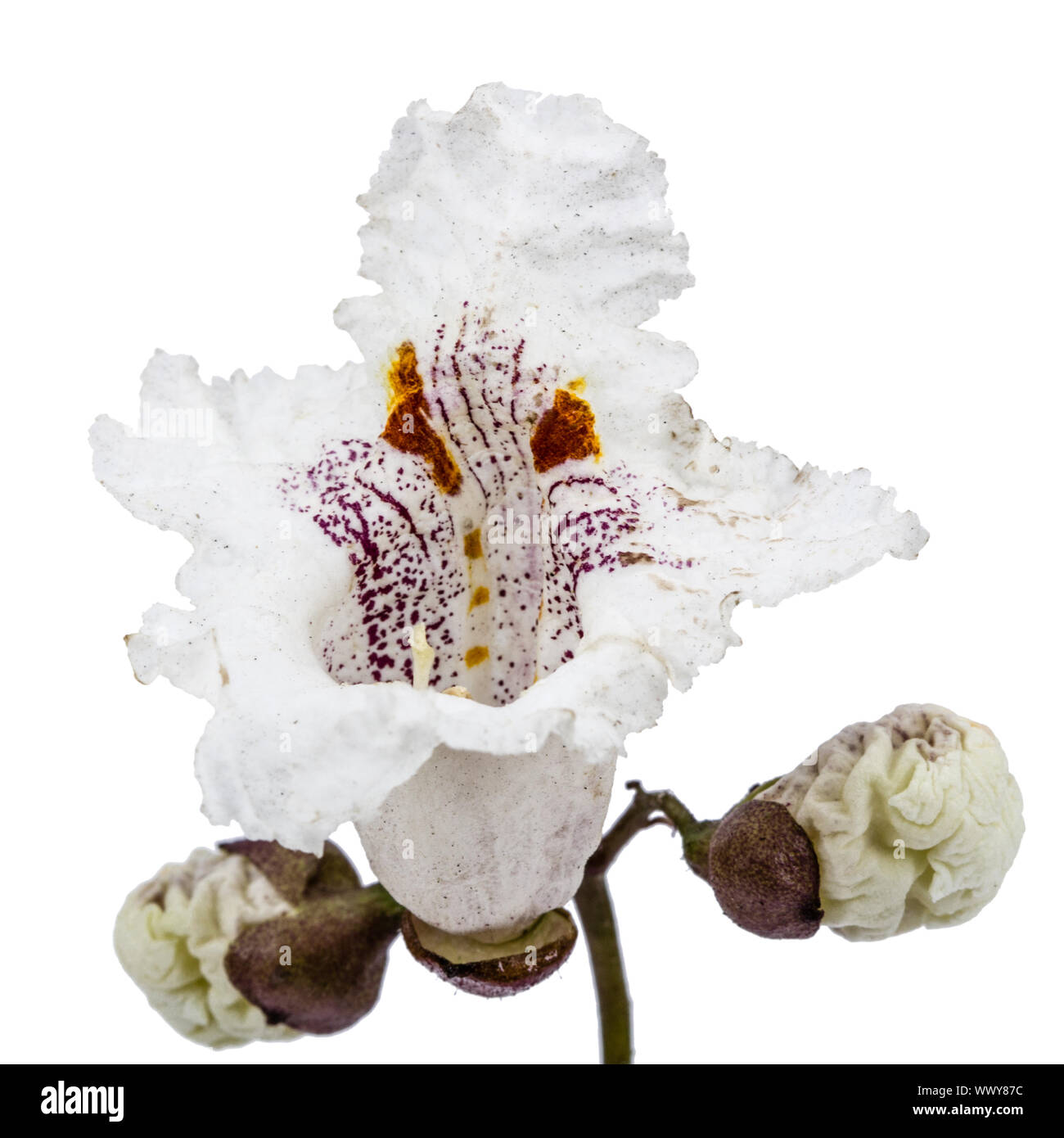 Flower of tree Catalpa, lat. Catalpa speciosa, isolated on white background Stock Photo