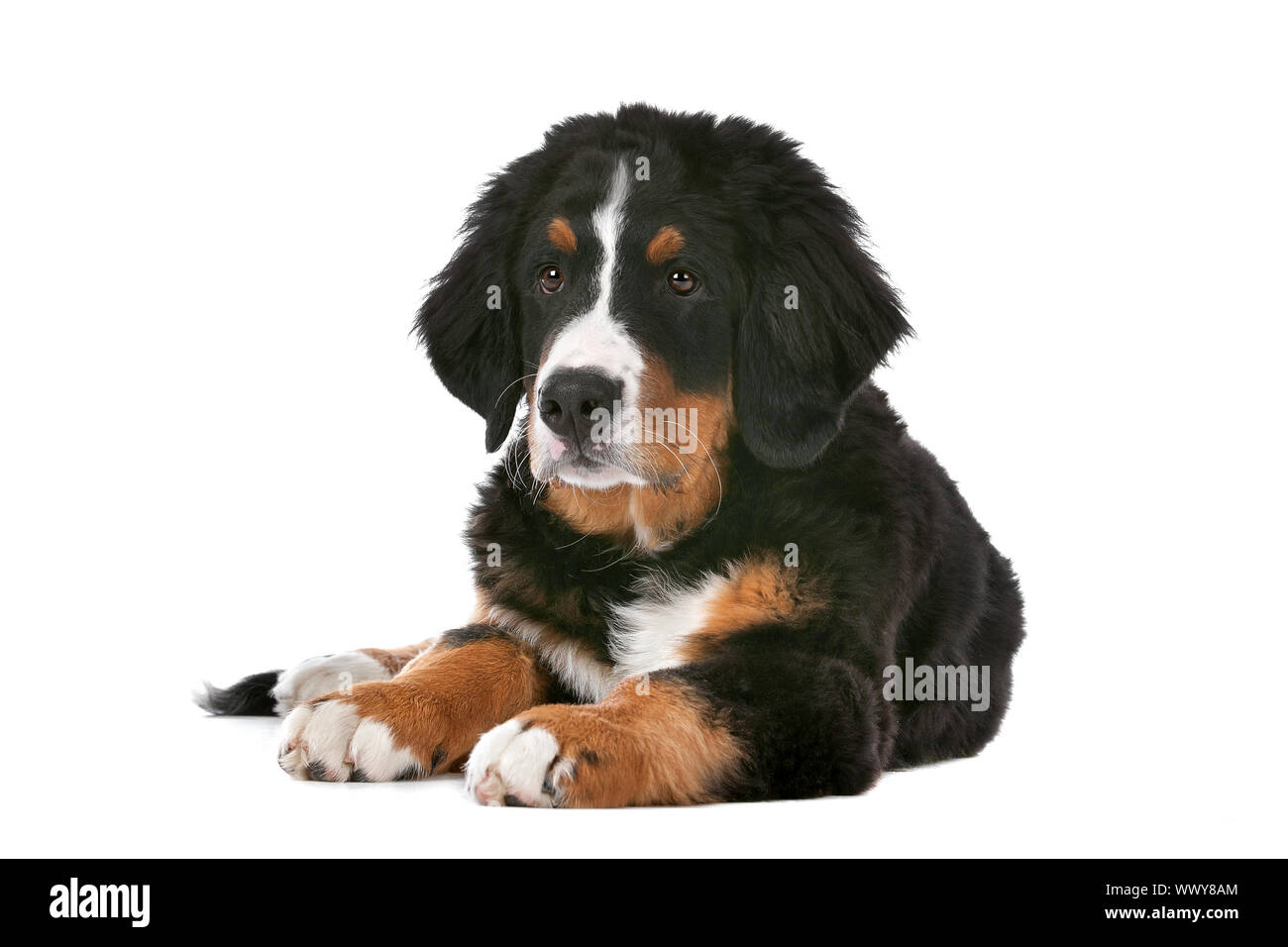 Bernese Mountain Dog puppy in front of a white background Stock Photo ...