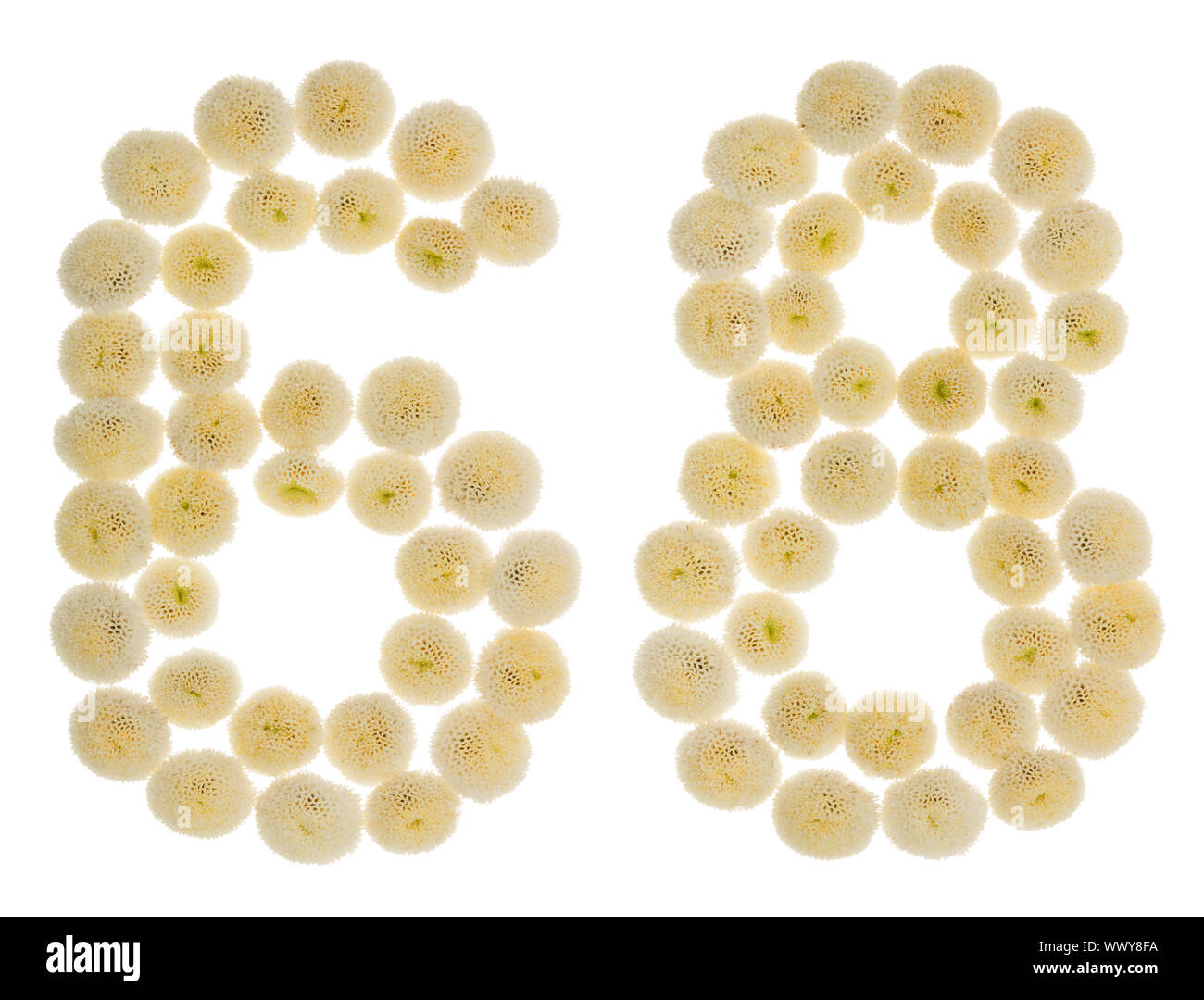 Arabic numeral 68, sixty eight, from cream flowers of chrysanthemum ...