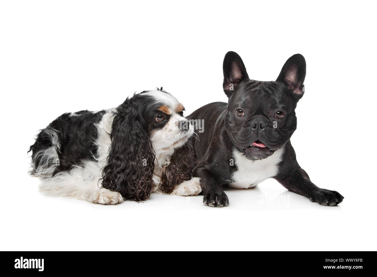 French bulldog king charles hi-res stock and images - Alamy