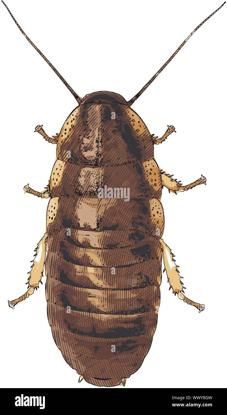 Cockroach isolated on white - vector illustration Stock Vector