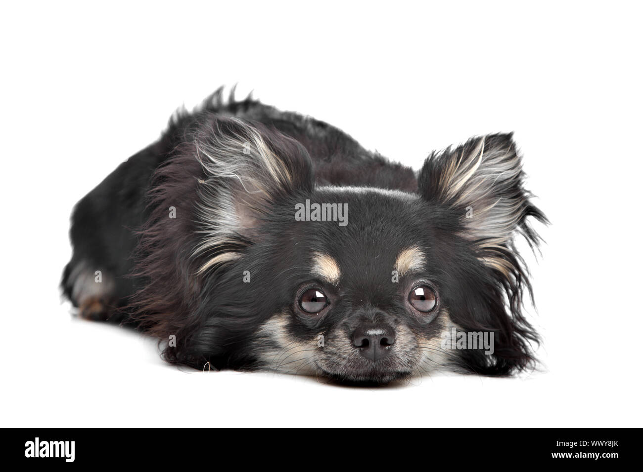 Chiwawa Purebred Cut Out Stock Images Pictures Alamy