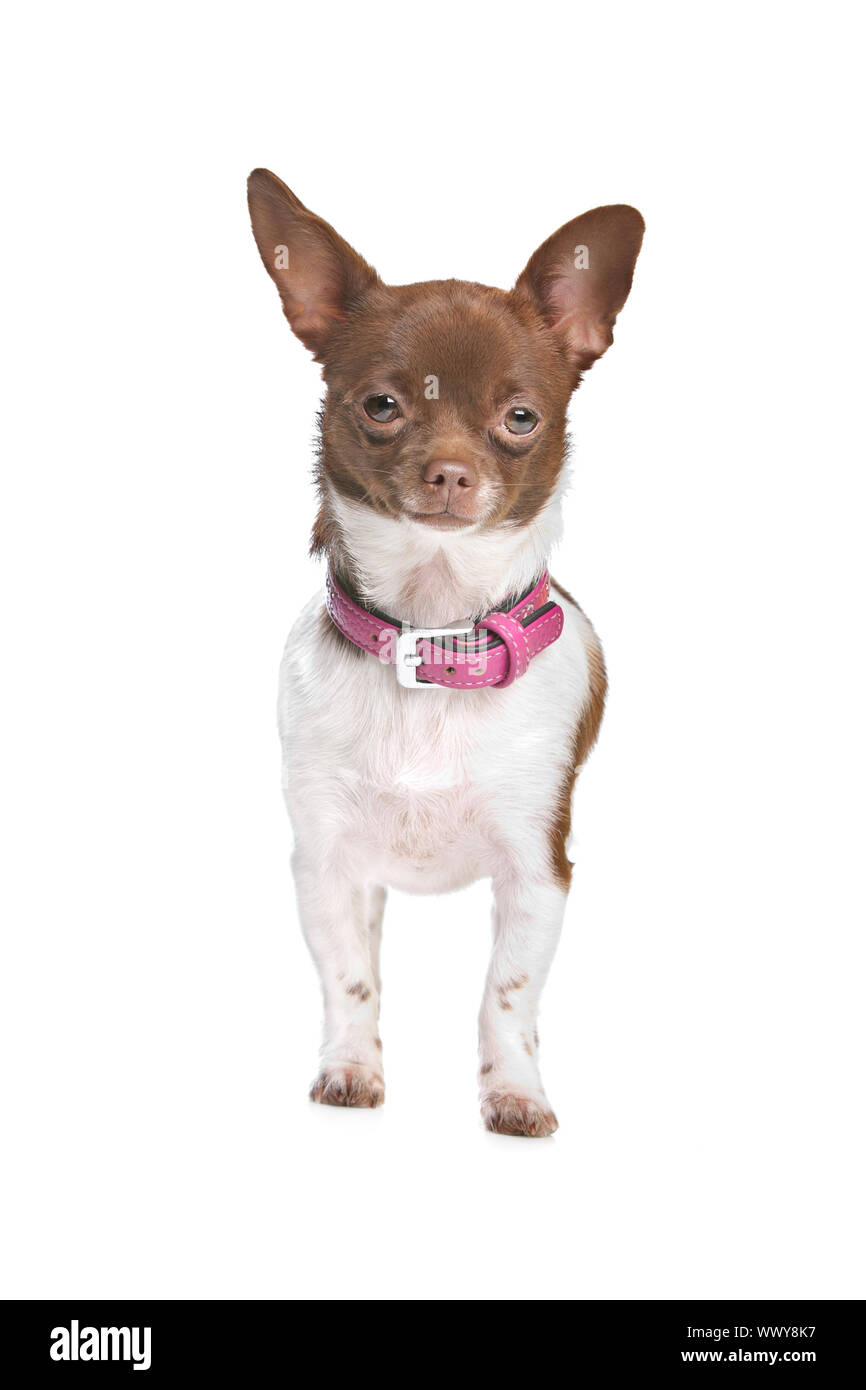 Chihuahua In Front Of A White Background Brown And White Short