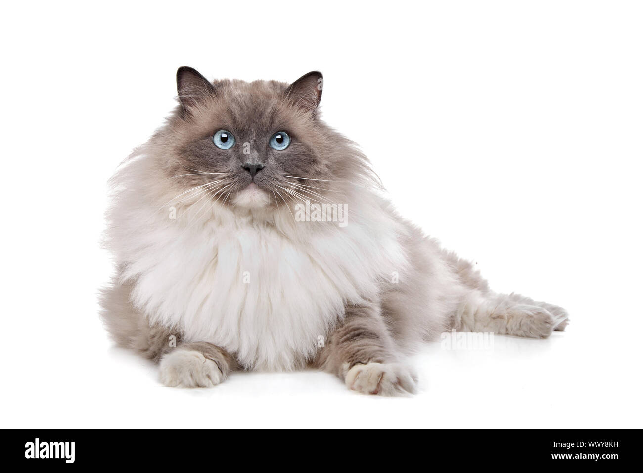Ragdoll cat in front of a white background Stock Photo - Alamy