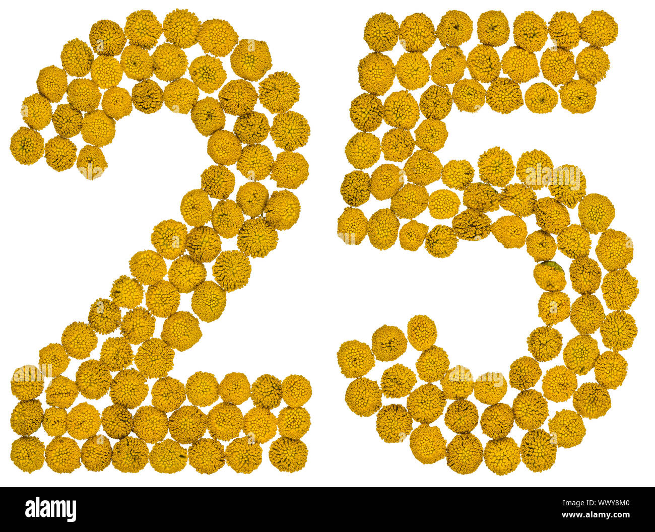 Arabic numeral 25, twenty five, from yellow flowers of tansy, isolated ...