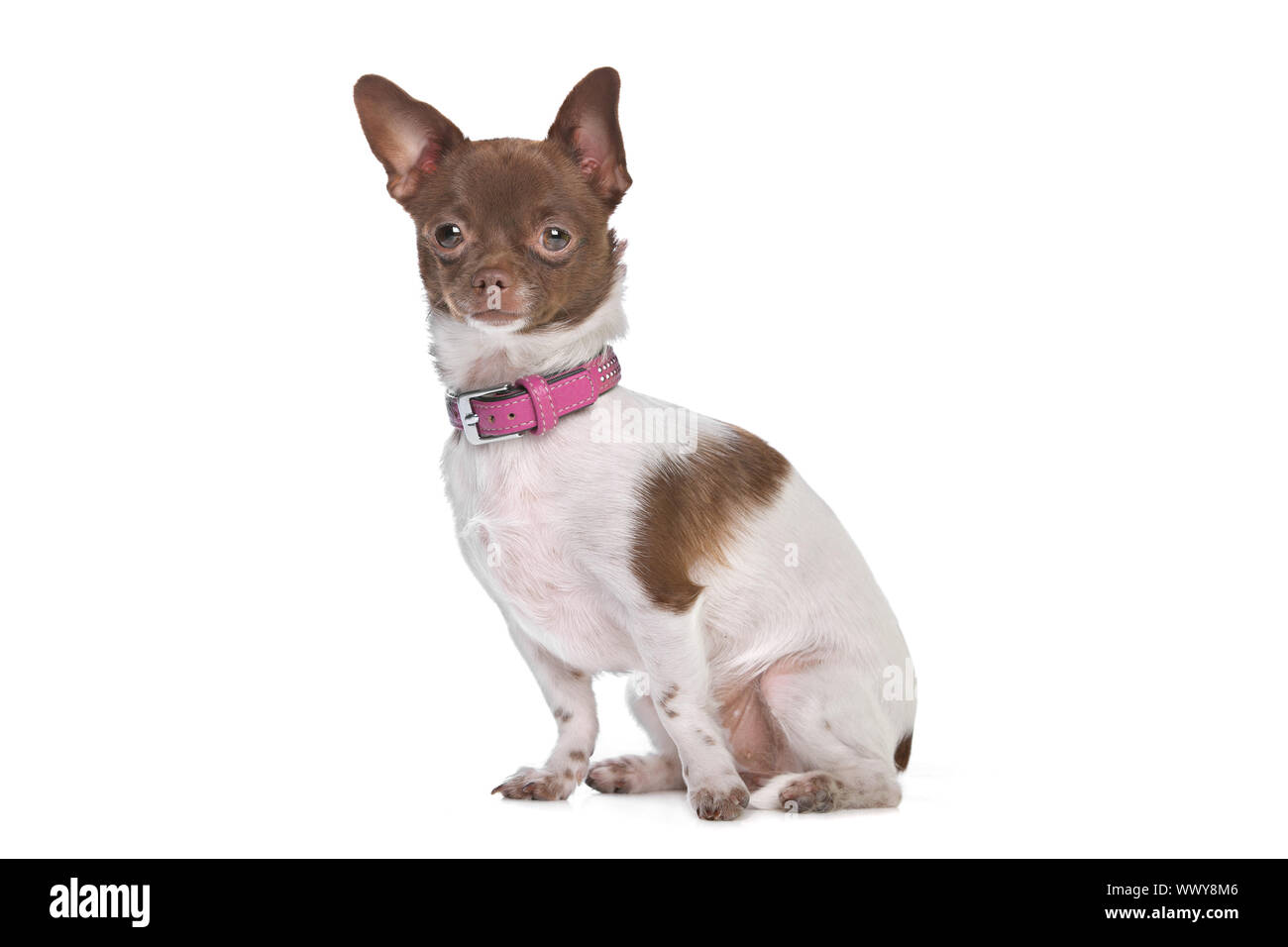 Chihuahua In Front Of A White Background Brown And White Short