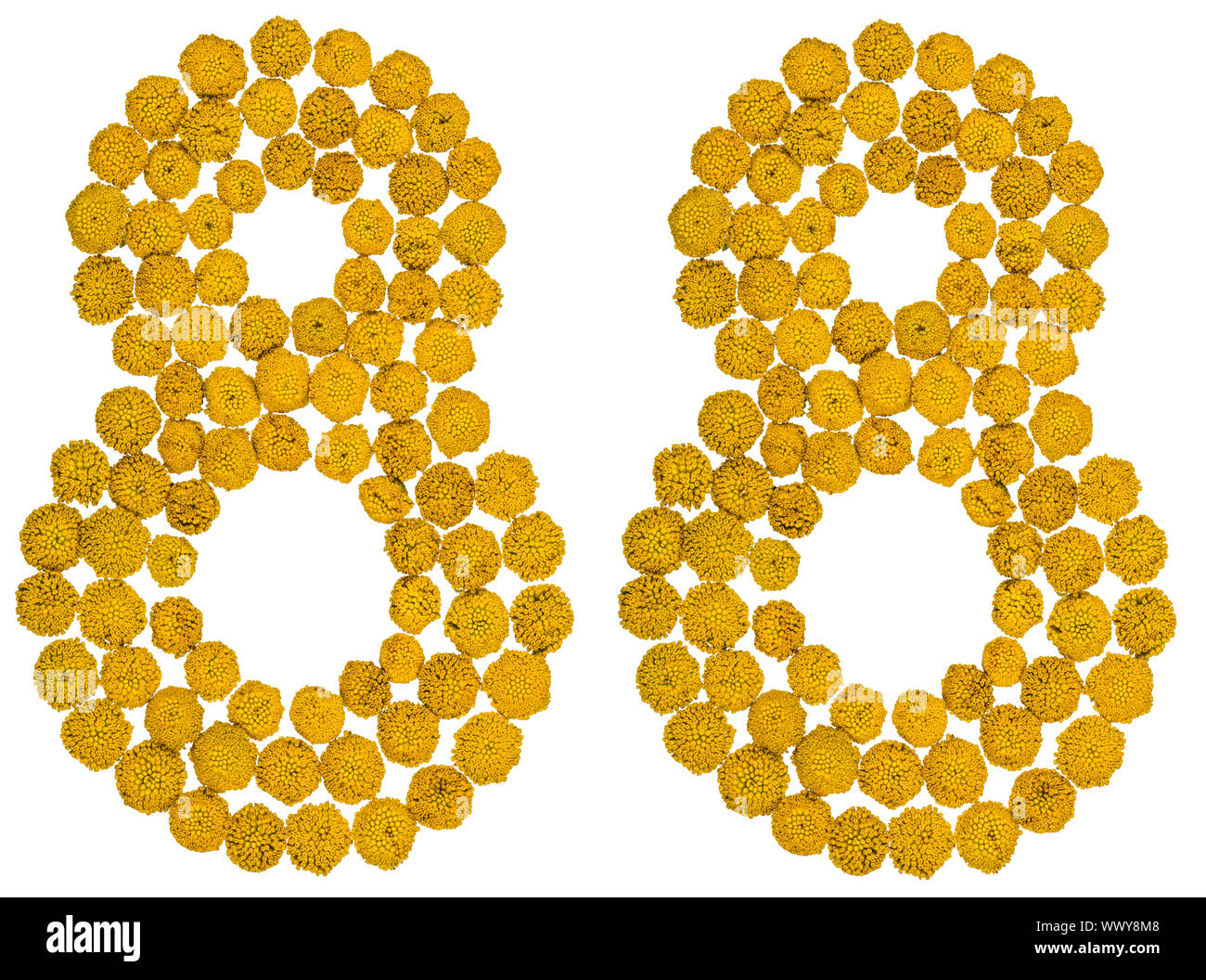 Arabic numeral 88, eighty eight, from yellow flowers of tansy, isolated ...