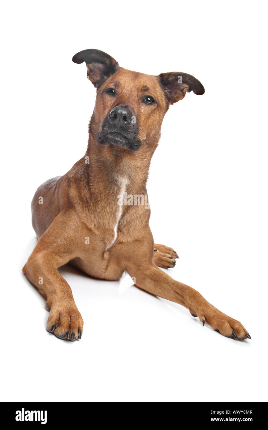 mixed breed dog in front of a white background Stock Photo - Alamy