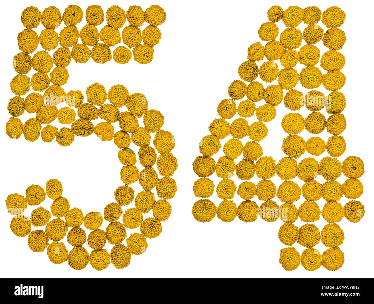 Arabic numeral 54, fifty four, from yellow flowers of tansy, isolated ...