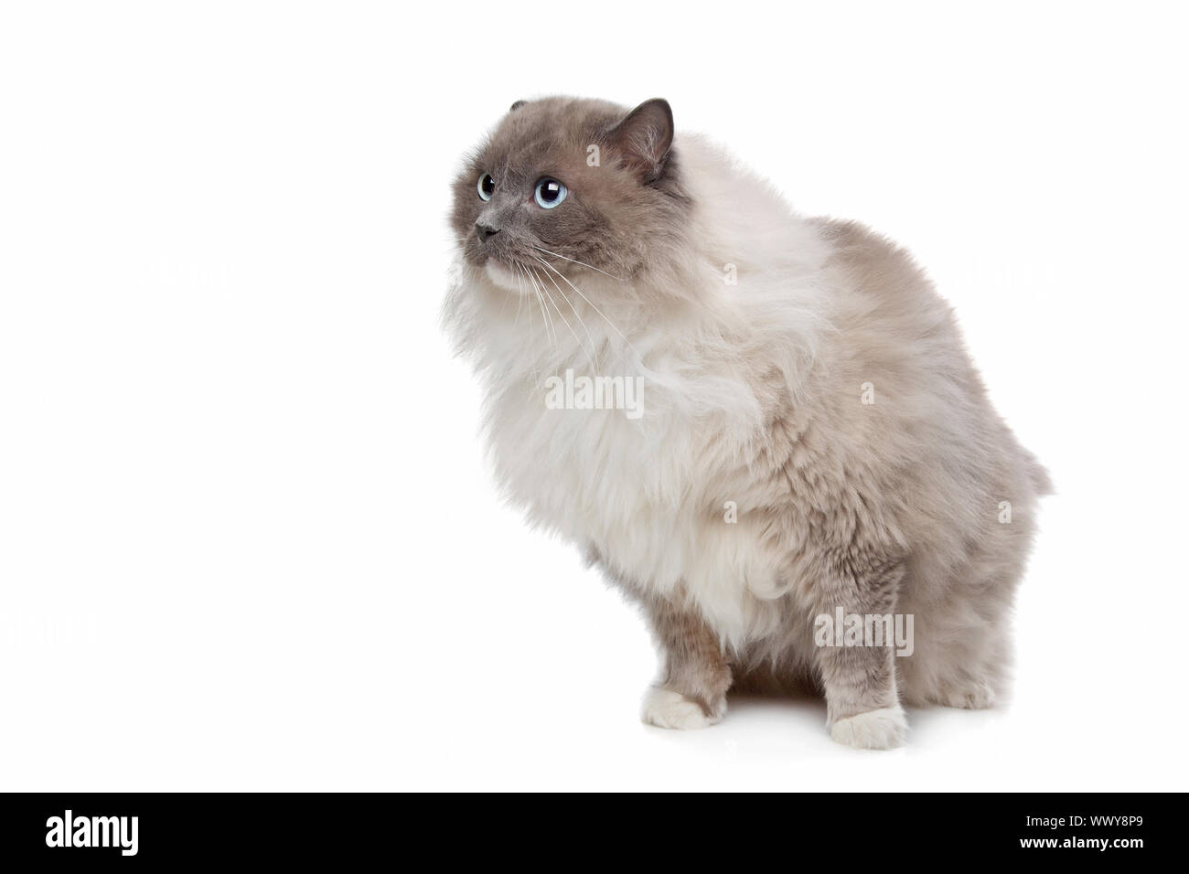 Ragdoll cat in front of a white background Stock Photo - Alamy