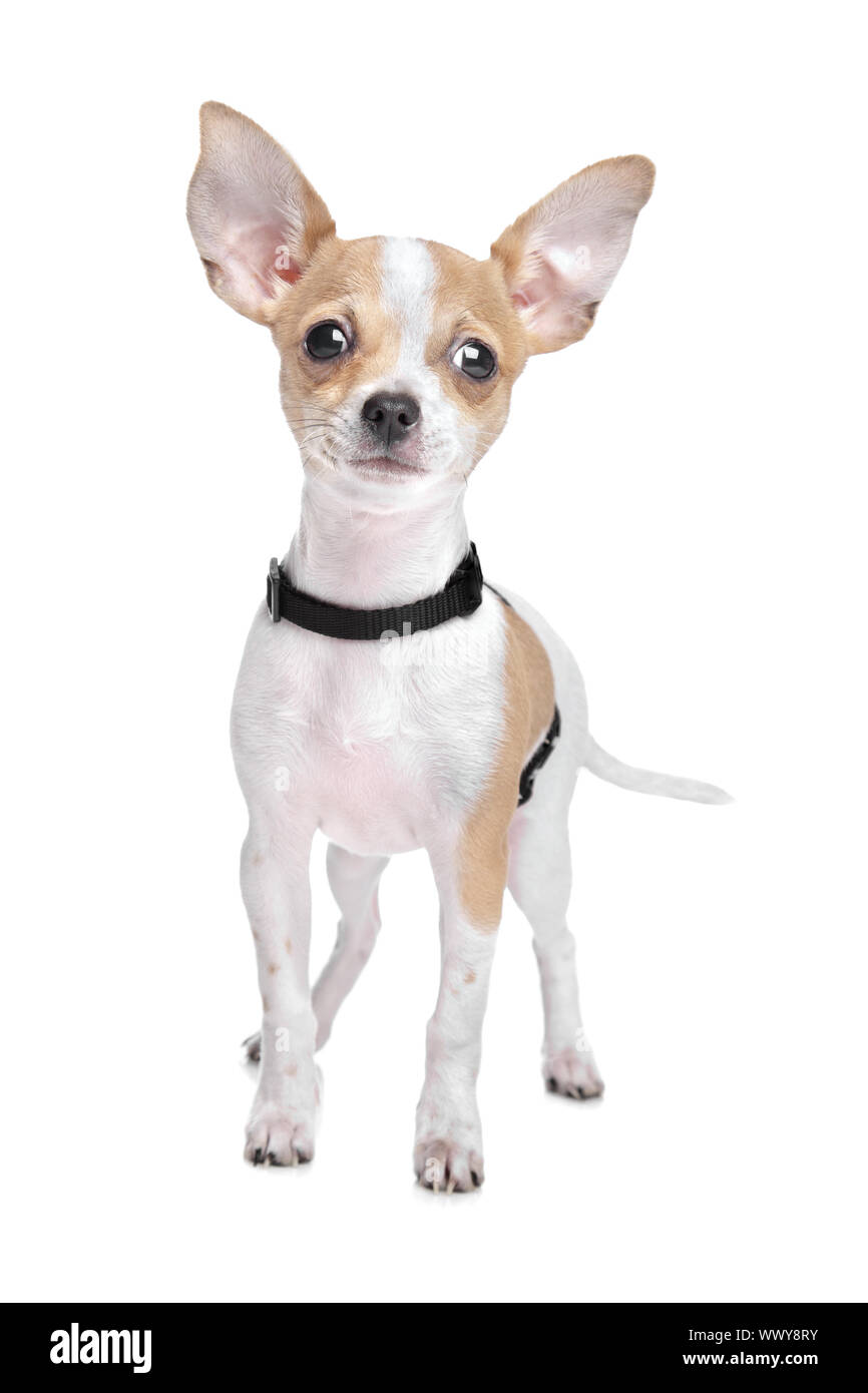 Short Haired Chihuahua In Front Of A White Background Stock Photo