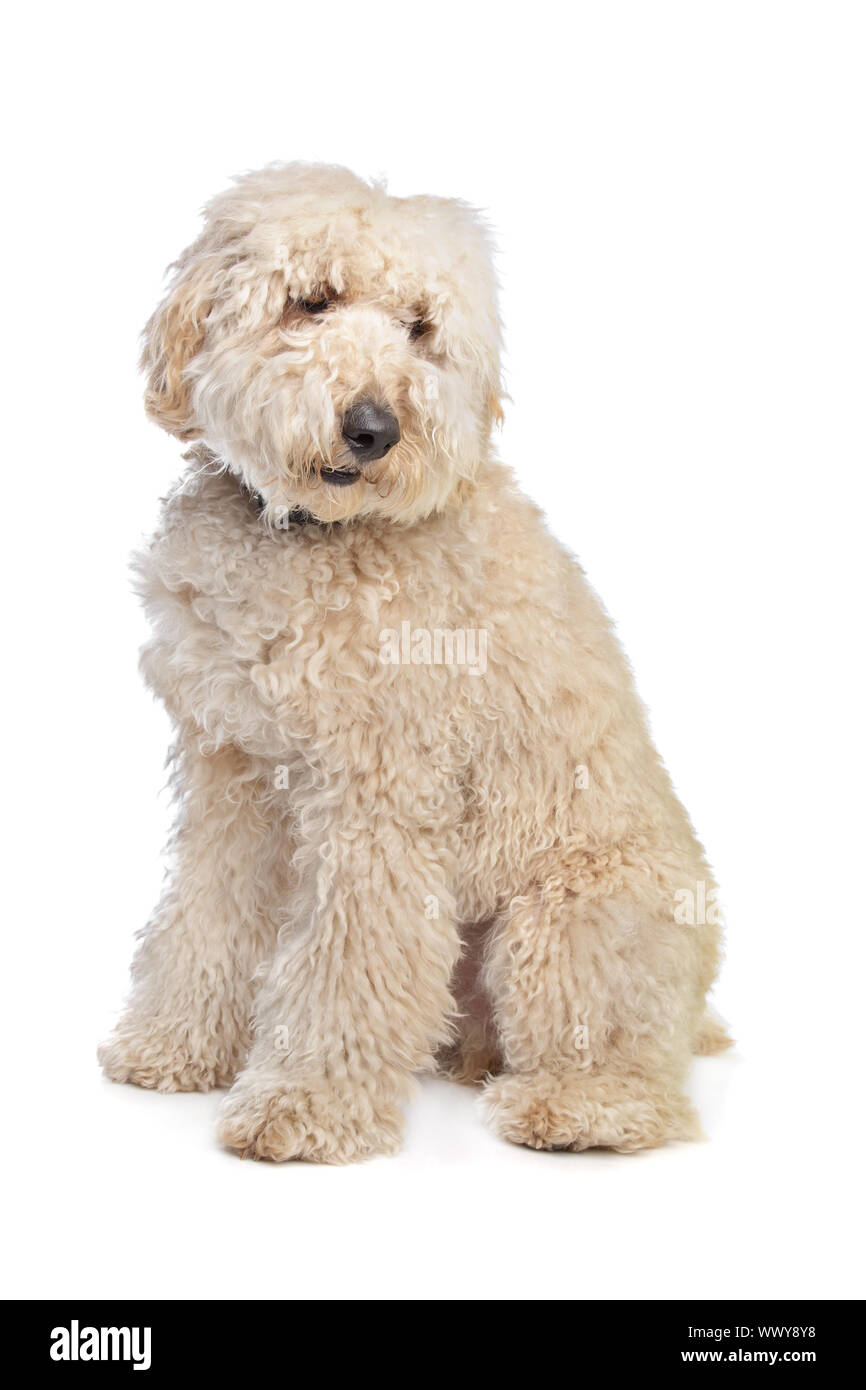 Australian Labradoodle in front of a white Stock Photo Alamy