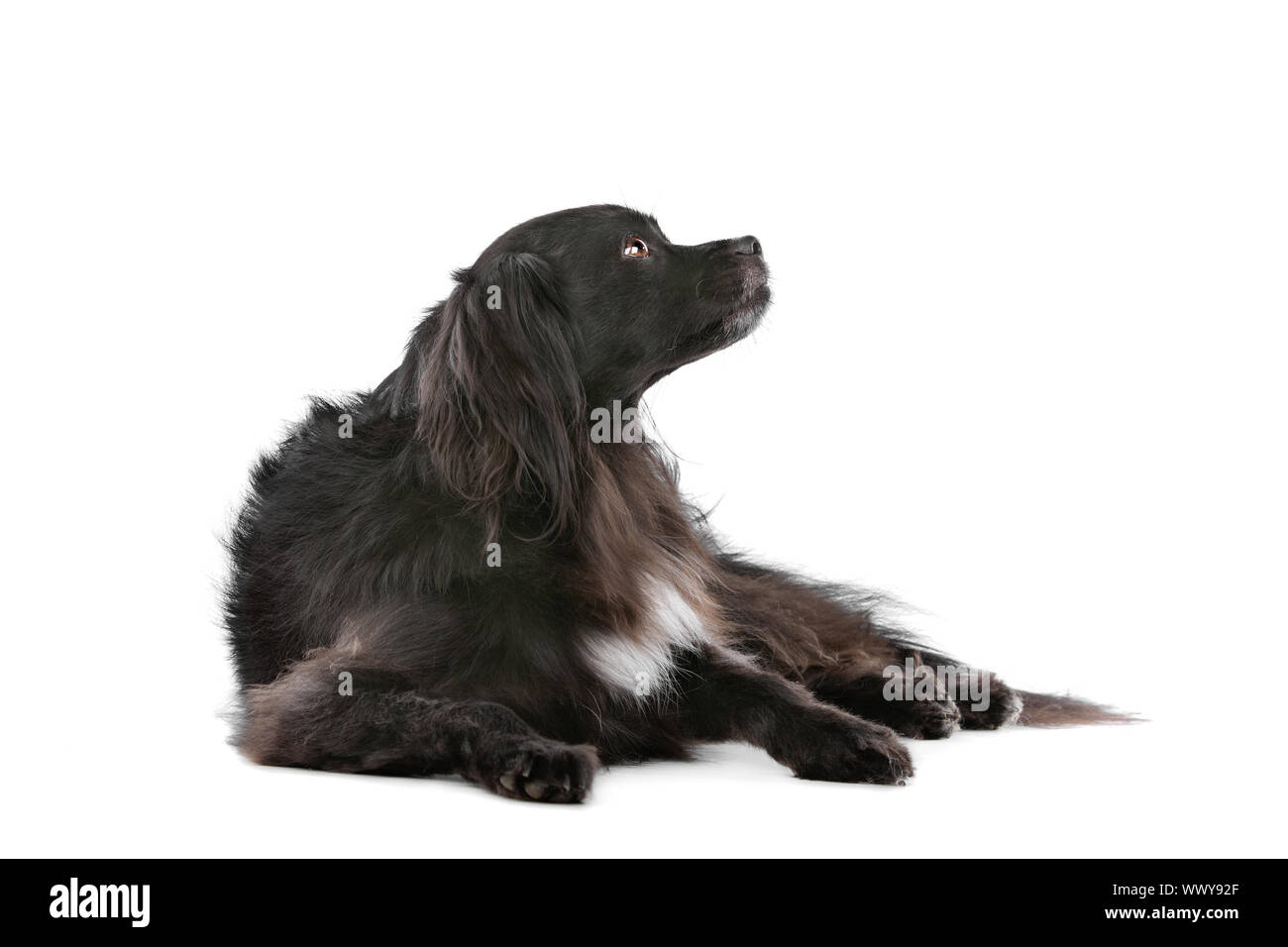 mixed breed dog in front of a white background Stock Photo Alamy