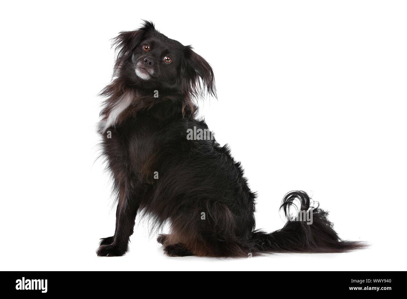 mixed breed dog in front of a white background Stock Photo Alamy