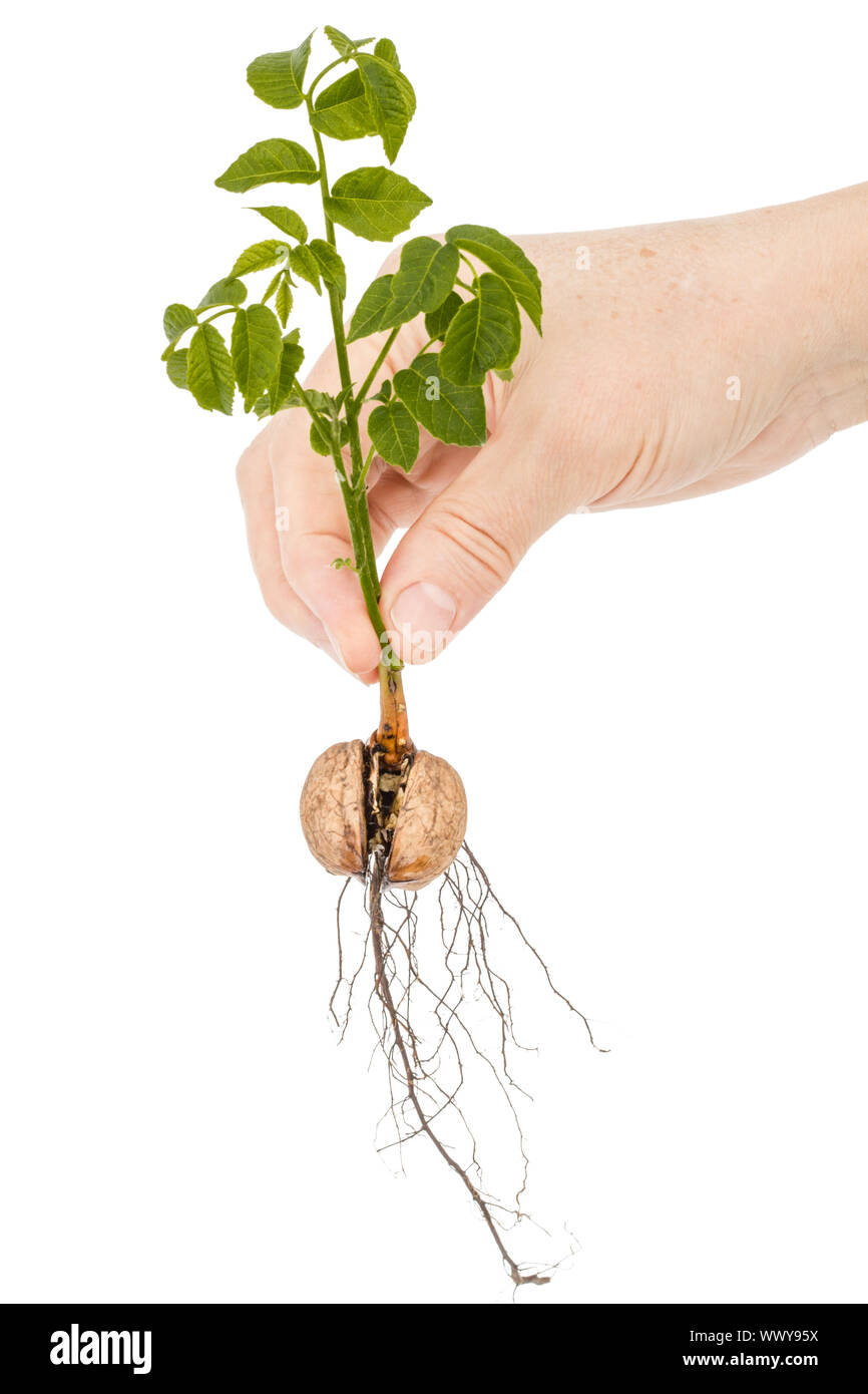 Female hand holds  seedling of a walnut, isolated on white background Stock Photo