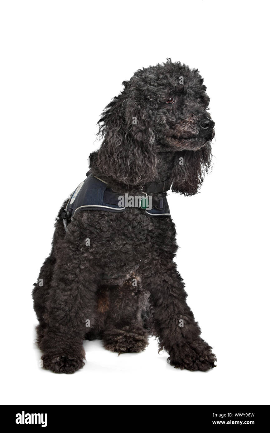 Black Poodle in front of a white background Stock Photo - Alamy