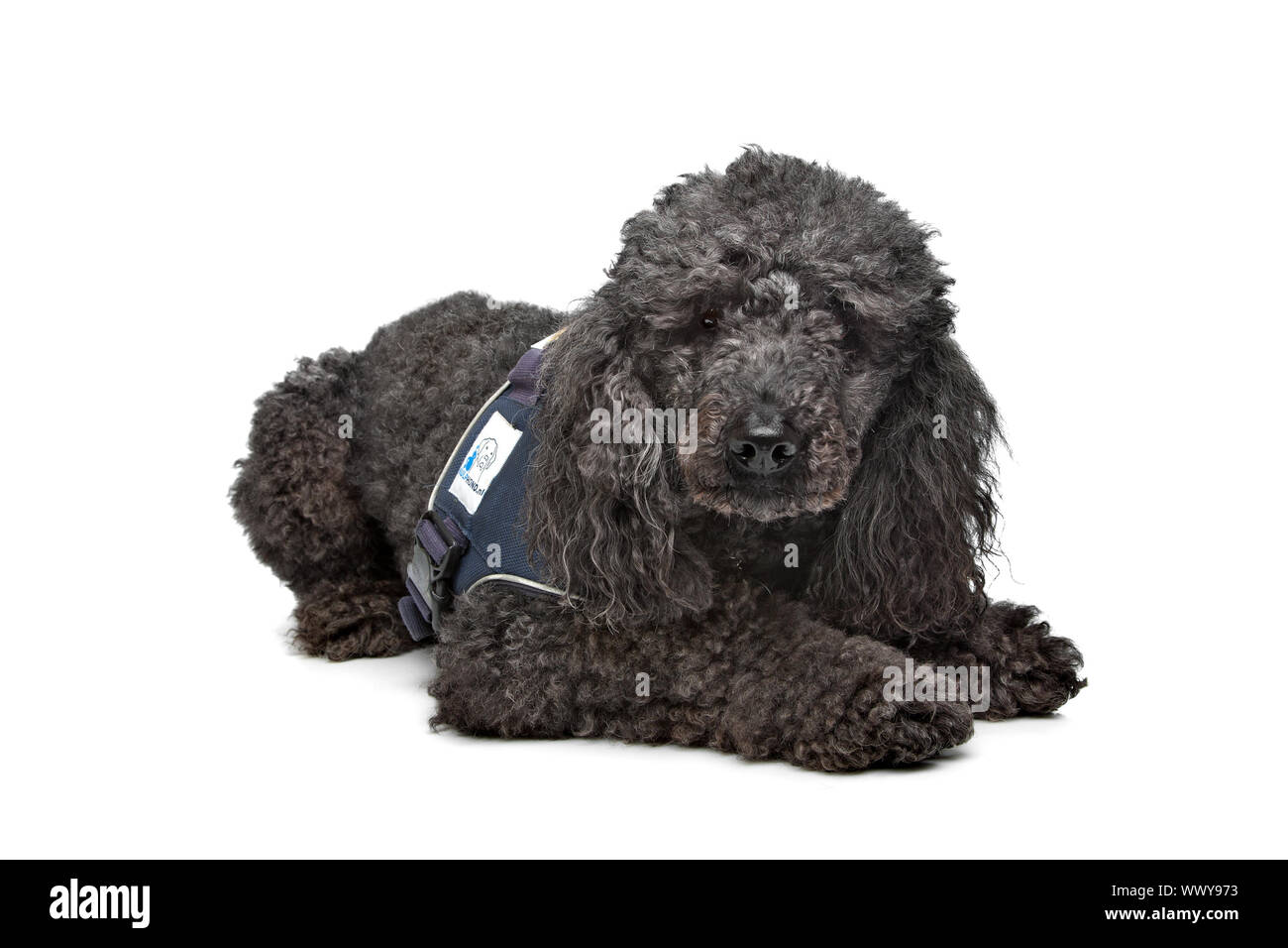 Black Poodle in front of a white background Stock Photo - Alamy