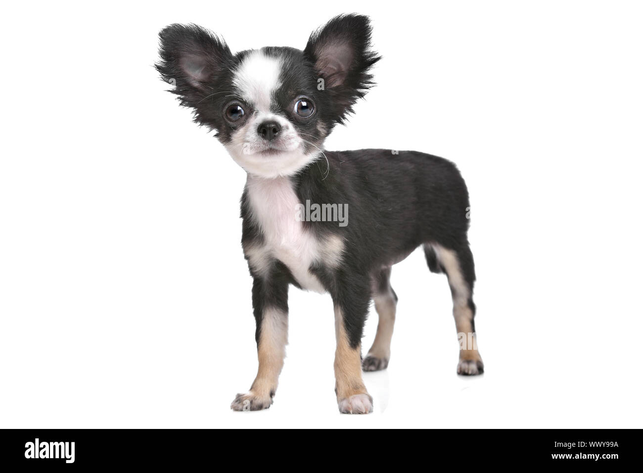 Long Haired Chihuahua Puppy In Front Of A White Background Stock